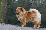 CHOW CHOW 578